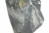 Fossil Seed Fern (Alethopteris & Pecopteris) Plate - Pennsylvania #360493-1